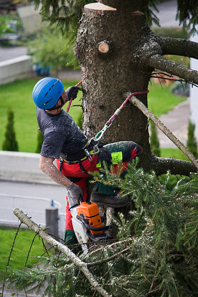 Best Tree Preservation Services  in Sandusky, OH